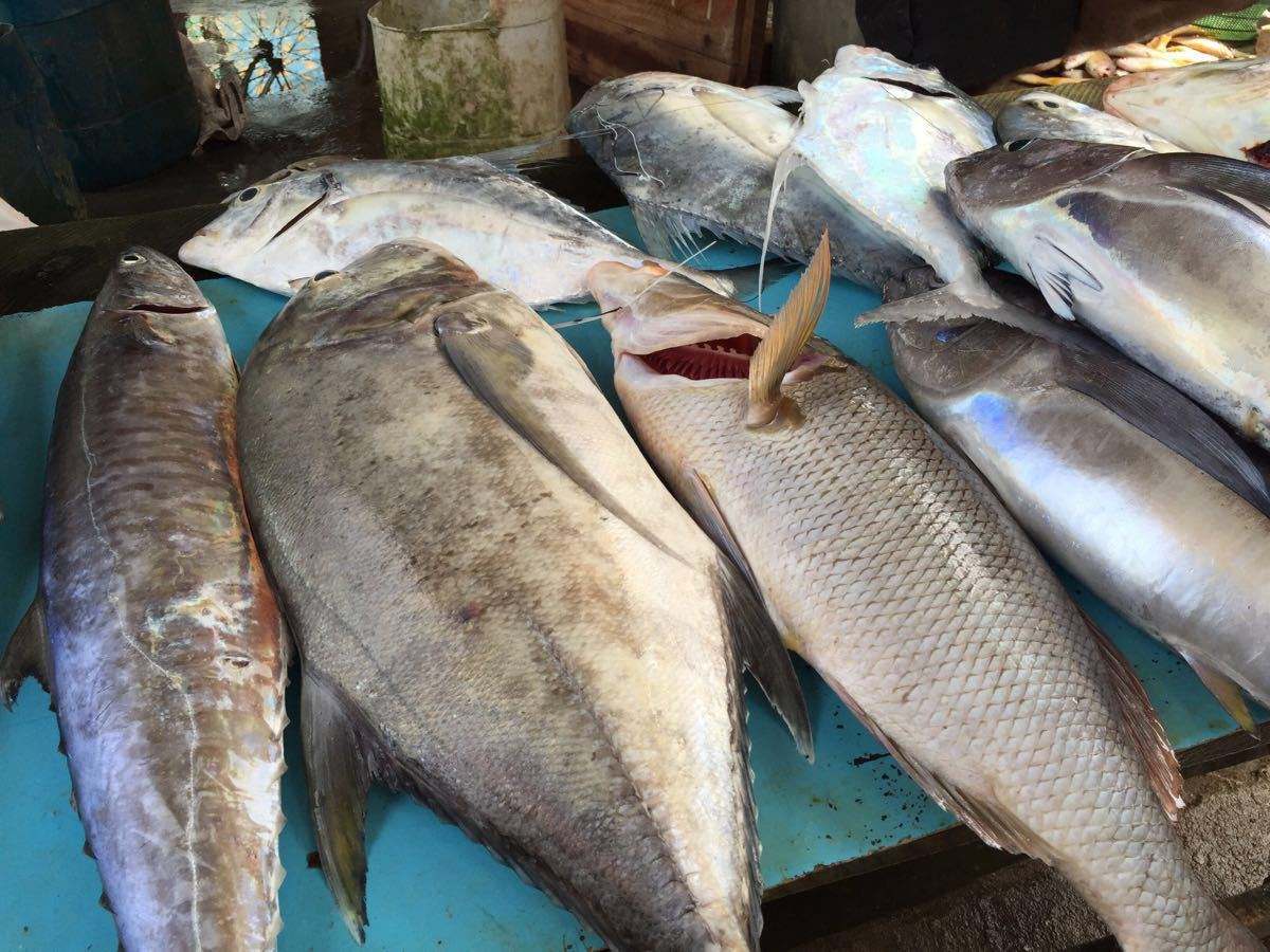 各地魚市良好，流通商暫時不缺魚！